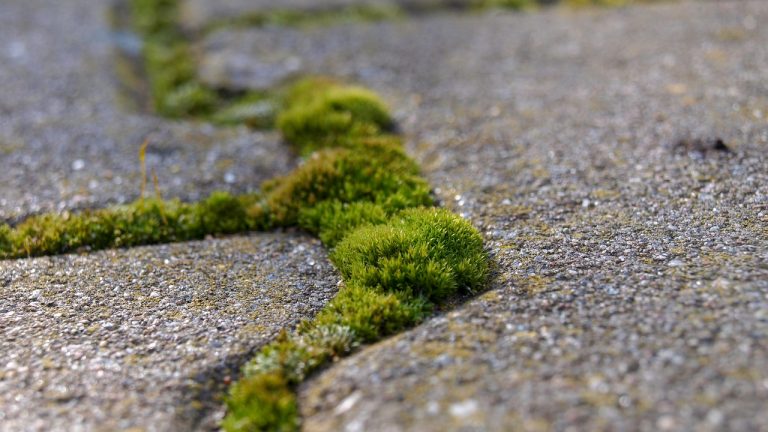 Moss-Growing Concrete: The Future of Sustainable Living