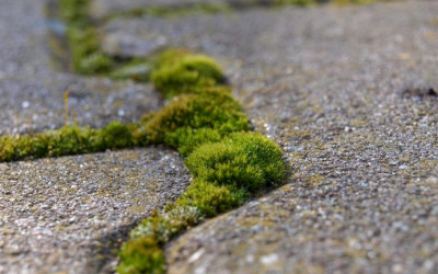 Moss-Growing Concrete: Th...