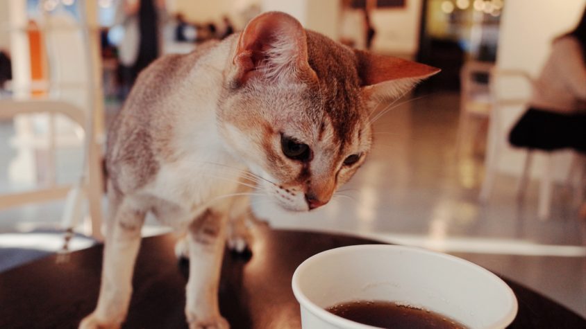 Kitties In The City: The Purrfect Cafe