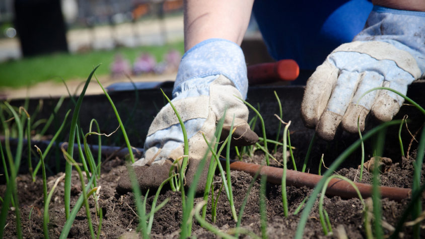 May Flowers: Gardening For Everyone