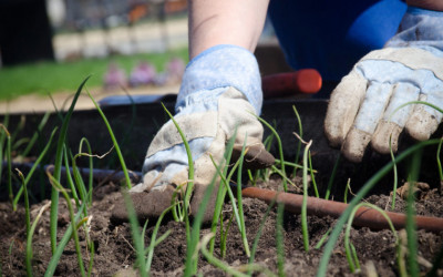 May Flowers: Gardening Fo...