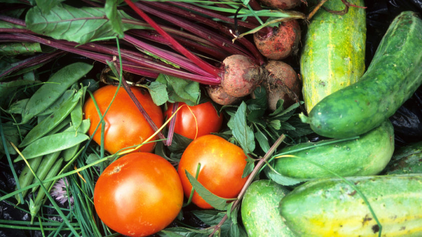 Gardening, Sprouting Happiness