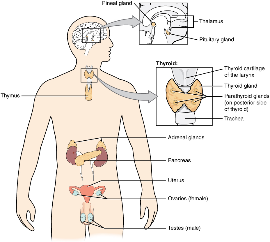 What is the Endocrine System and How Does it Affect me?