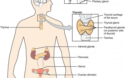 What is the Endocrine Sys...