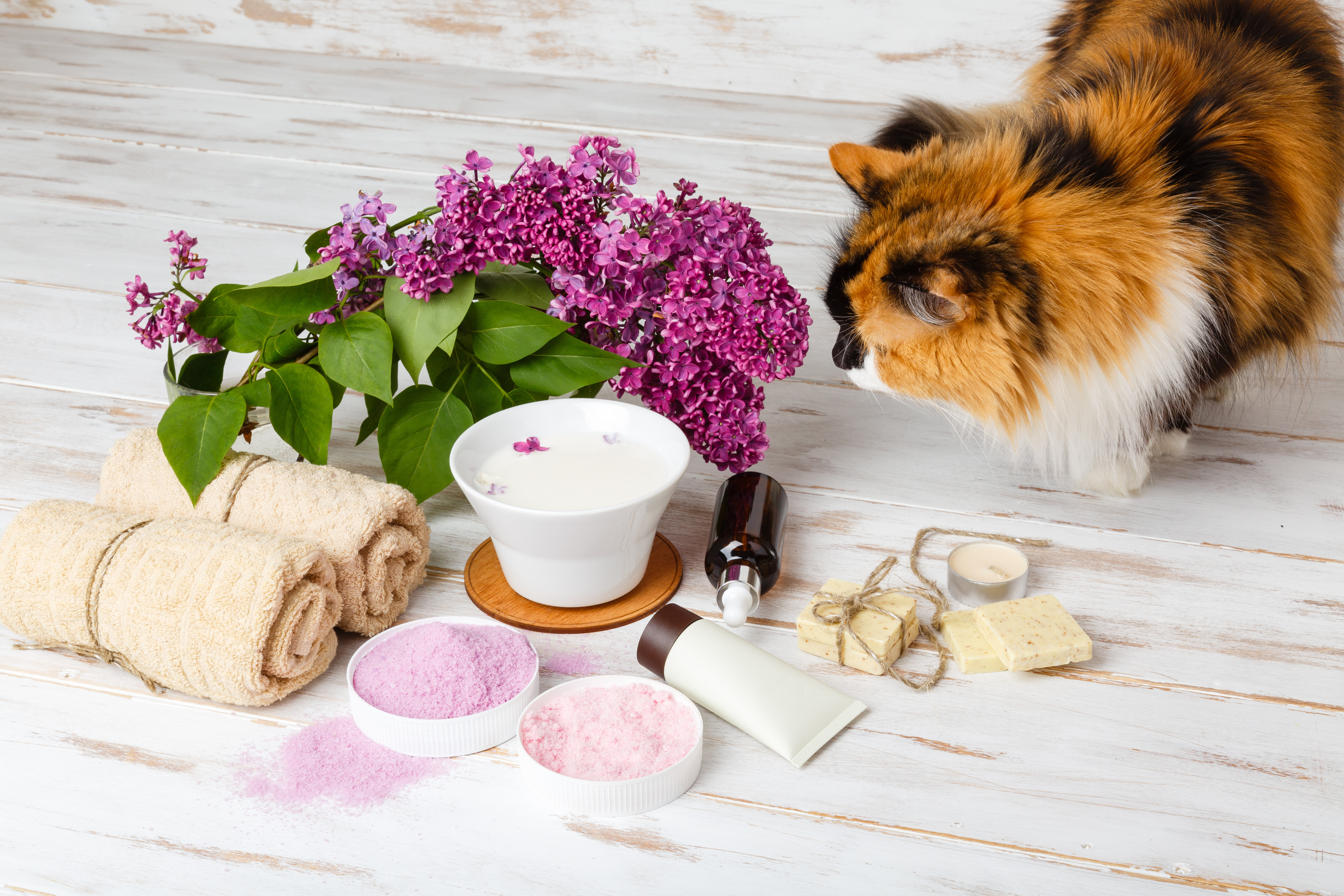 Pet Safe Essential Oils and Plants: Caitlyn Conibear