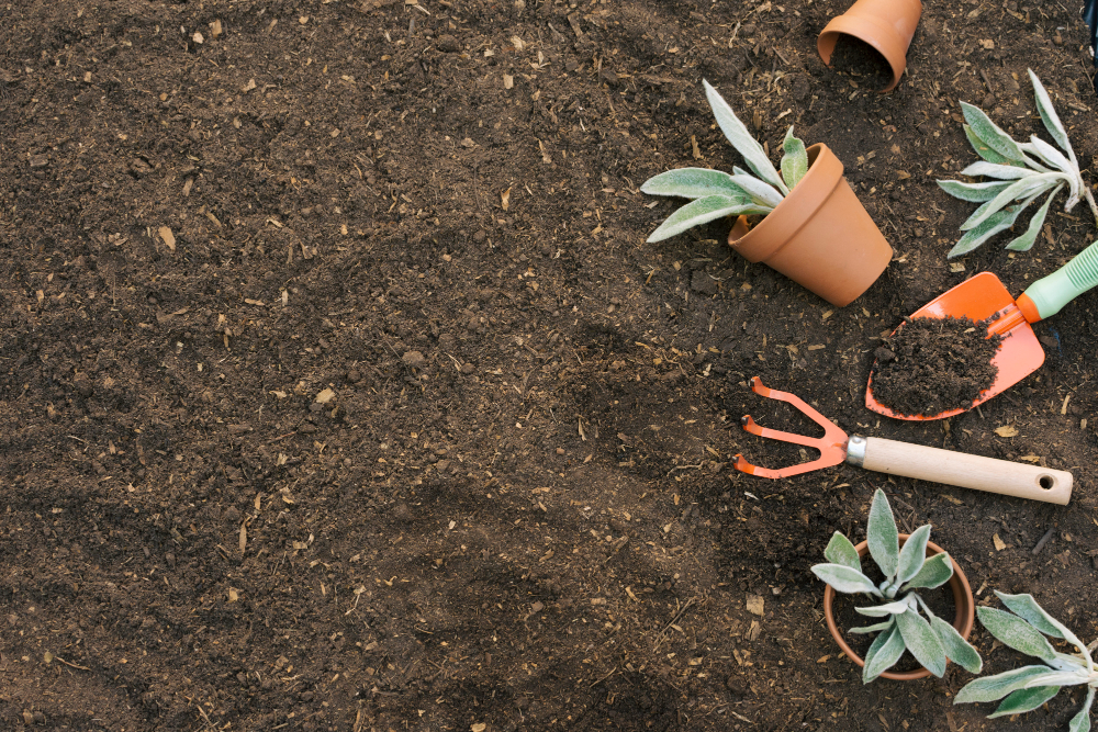 Gardening on a Budget: Growing Your Own Crops