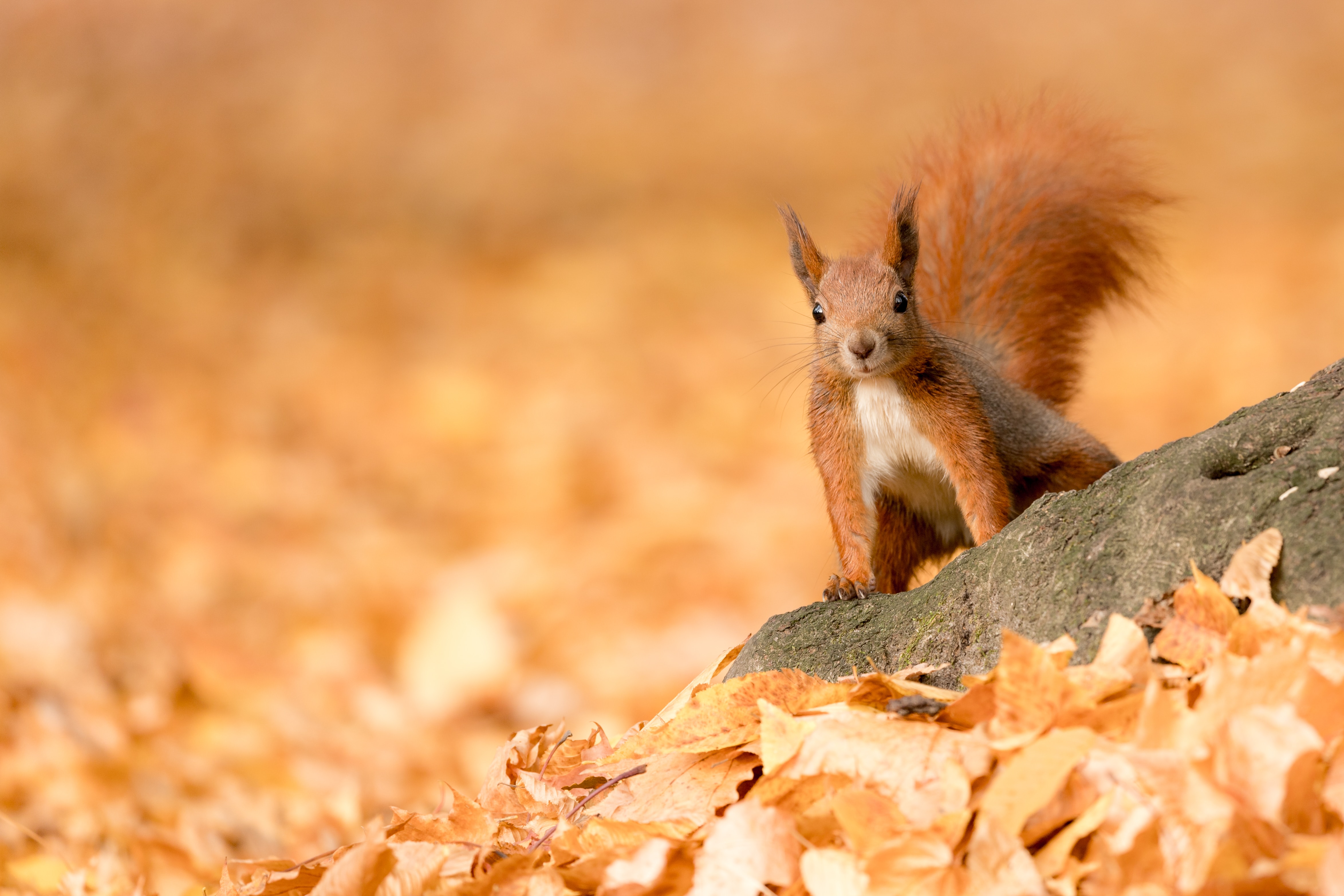 How to Keep Animals Away from Gardens