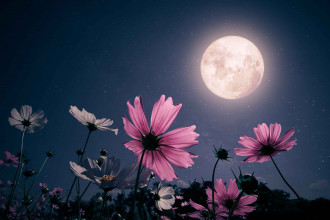 Harnessing the Power of May’s Flower Full Moon