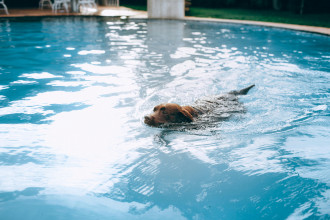 Comedic Summertime Resolutions