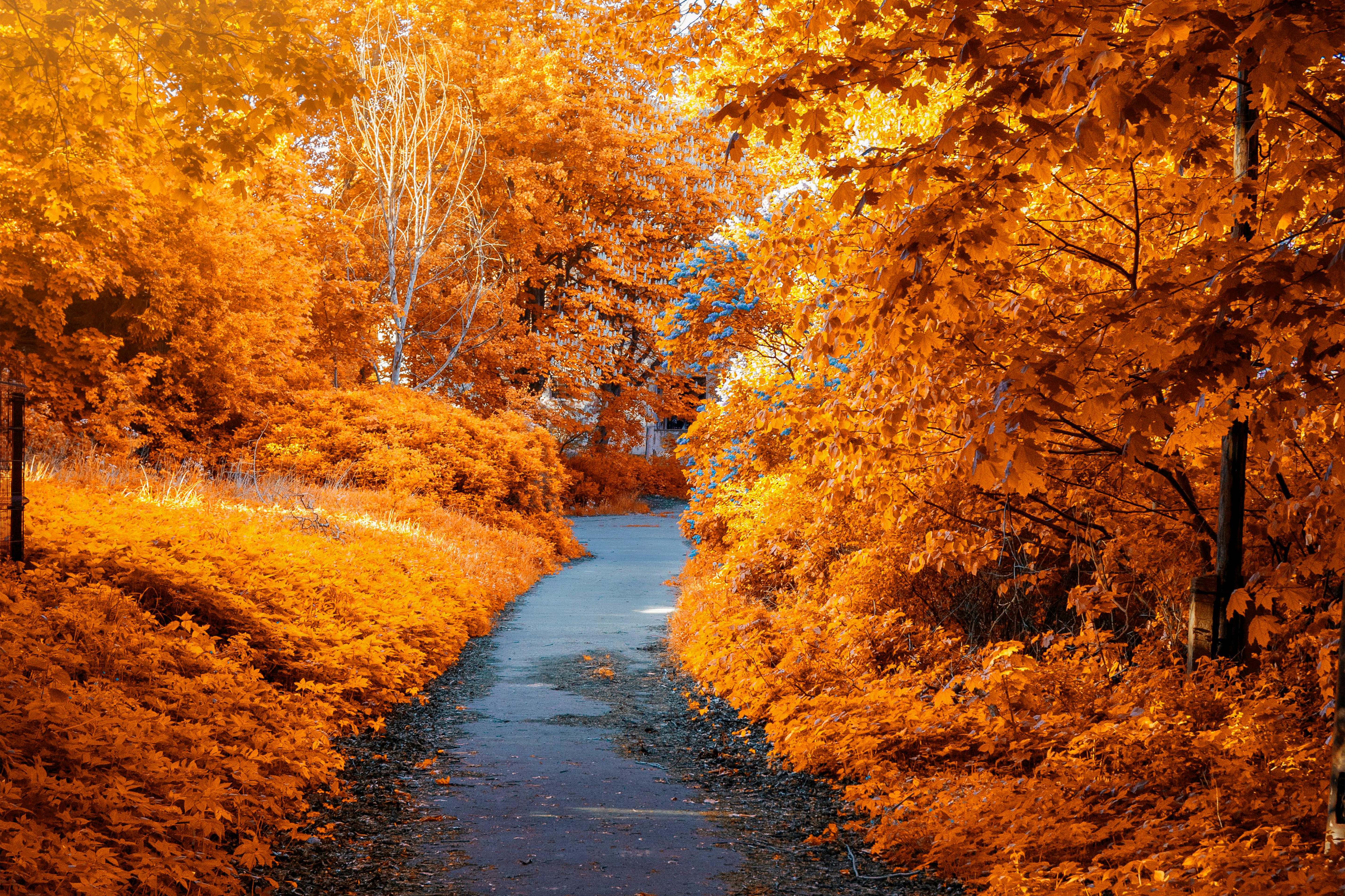 Mindful Wellness for Fall