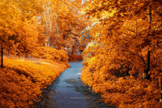 Mindful Wellness for Fall