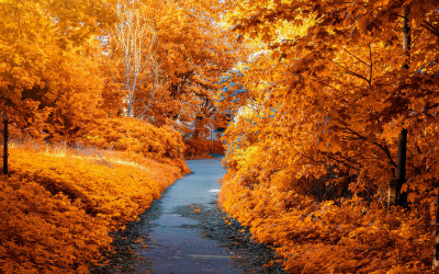Mindful Wellness for Fall